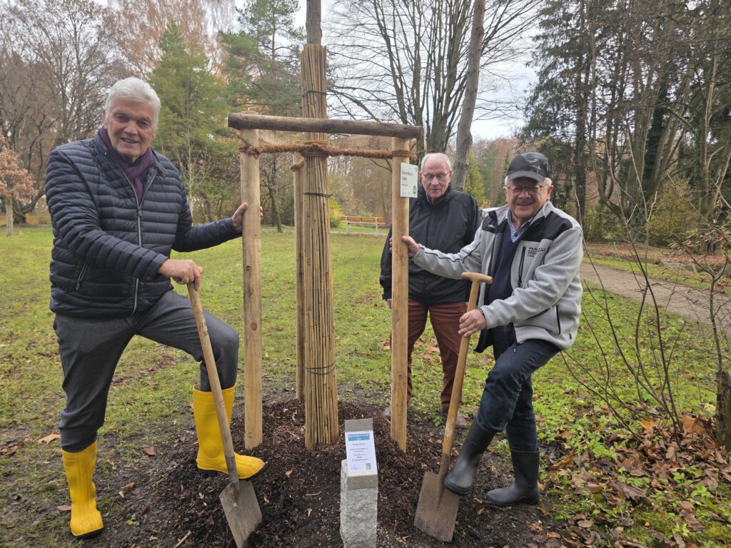 ACS spendet Baum für den Luitpoldpark